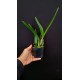 Laelia Purpurata Alba  - Pre adulta