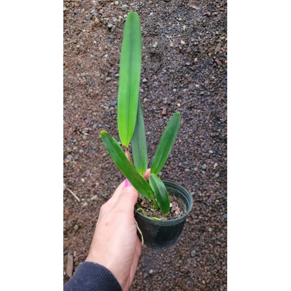 Laelia Purpurata Alba  - Pre adulta