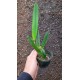 Laelia Purpurata Alba  - Pre adulta