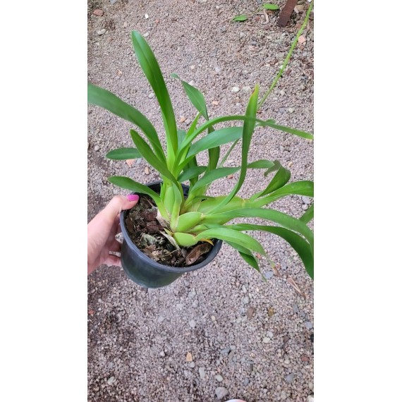 Oncidium Volcano Hula Halau - Haste Floral