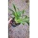 Oncidium Volcano Hula Halau - Haste Floral