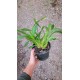 Oncidium Volcano Hula Halau - Haste Floral