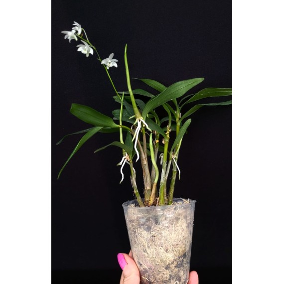 Dendrobium Kingianum Albo - AD
