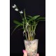 Dendrobium Kingianum Albo - AD