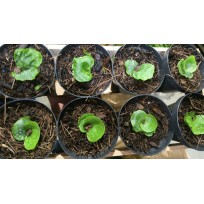 Platycerium Superbum (mudinha)