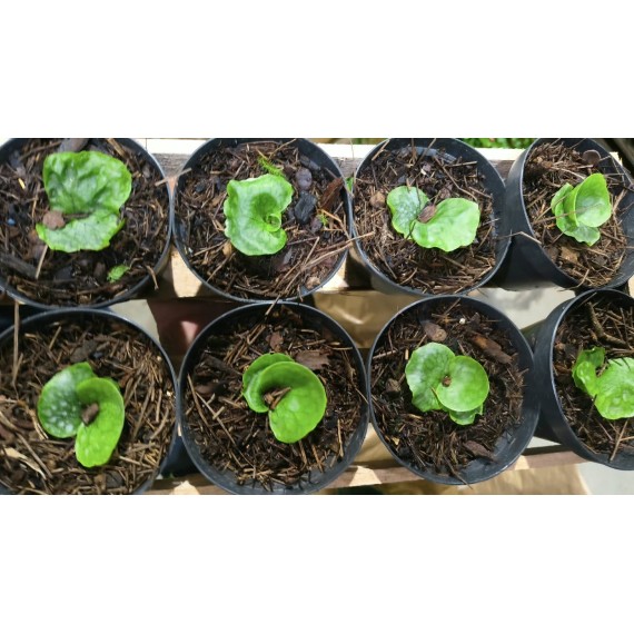 Platycerium Superbum (mudinha)
