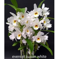 Dendrobium Everest Susan White - AD