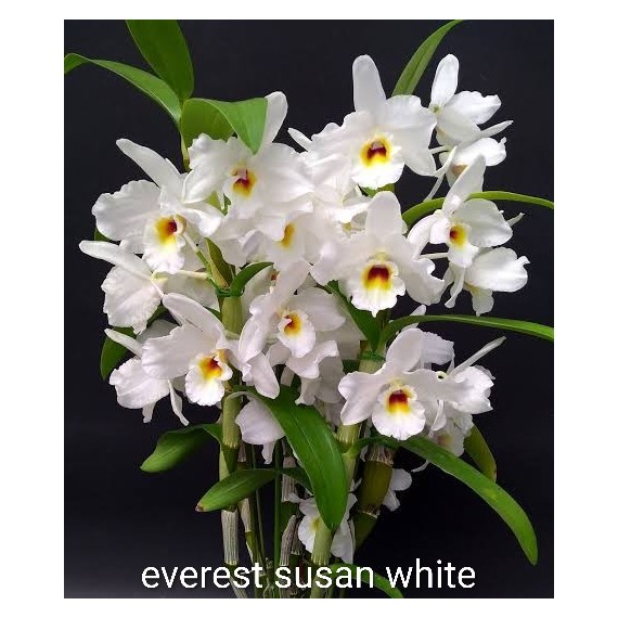 Dendrobium Everest Susan White - AD