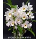 Dendrobium Everest Susan White - AD