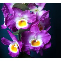 Dendrobium COMET KING - AD
