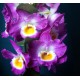 Dendrobium COMET KING - AD