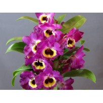 Dendrobium Red Emperor - Ad