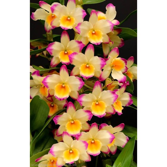 Dendrobium Fairy Moon Sweetie - Ad