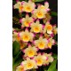 Dendrobium Fairy Moon Sweetie - Ad