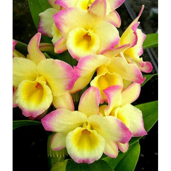 Dendrobium Fairy Moon Sweetie - Ad