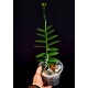 Epidendrum Pink (AD)
