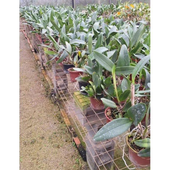 Cattleya Kautskyi Coerulea- AD