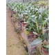 Cattleya Kautskyi Coerulea- AD