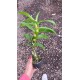 Dendrobium Red Emperor - Ad