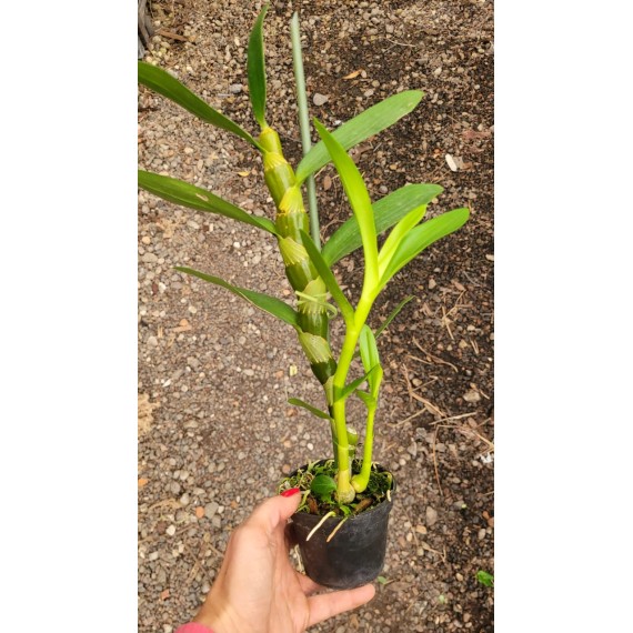 Dendrobium Fairy Moon Sweetie - Ad