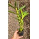 Dendrobium Fairy Moon Sweetie - Ad