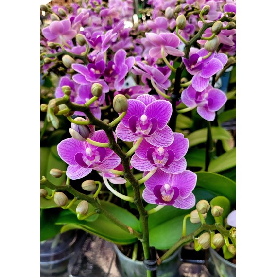 Doritaenopsis Violet Queen - Haste Floral