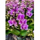Doritaenopsis Violet Queen - Haste Floral