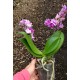 Doritaenopsis Violet Queen - Haste Floral
