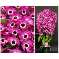 Dendrobium Glory Noriko "Escuro"