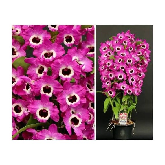 Dendrobium Glory Noriko "Escuro"