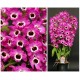 Dendrobium Glory Noriko "Escuro"