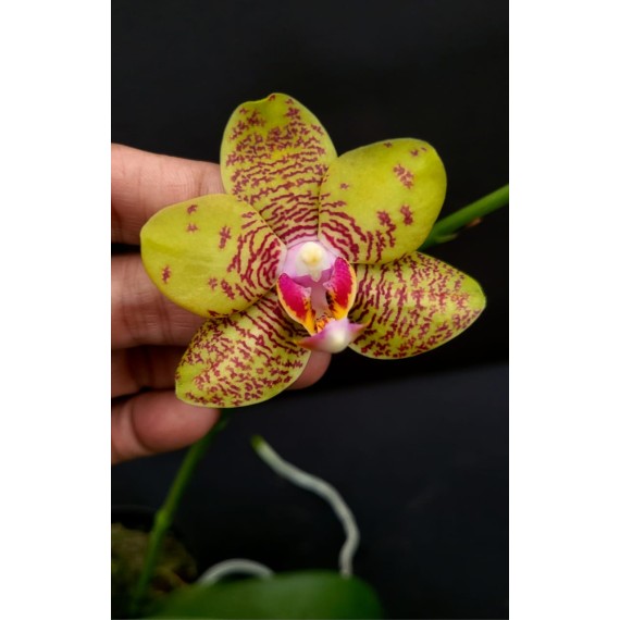 Phalaenopsis Orchid World - Haste Floral