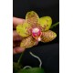 Phalaenopsis Orchid World - Haste Floral