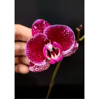 Phalaenopsis Gan Lin Diamond - Haste Floral