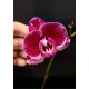 Phalaenopsis Gan Lin Diamond - Haste Floral