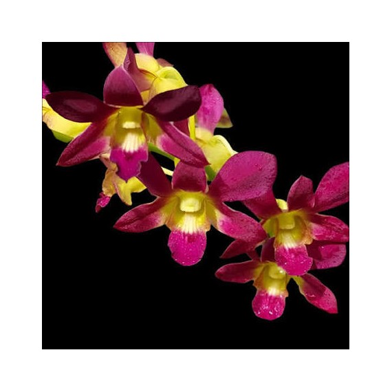 Dendrobium Morning Sun (denphal) - AD