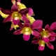 Dendrobium Morning Sun (denphal) - AD