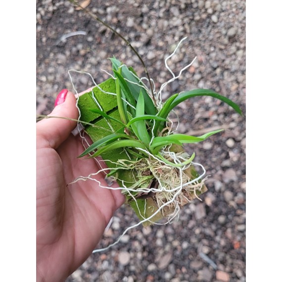 Ionopsis Paniculata (Chuva de Prata) - Saldão