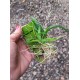 Ionopsis Paniculata (Chuva de Prata) - Saldão
