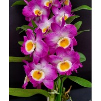 Dendrobium COMET KING - AD
