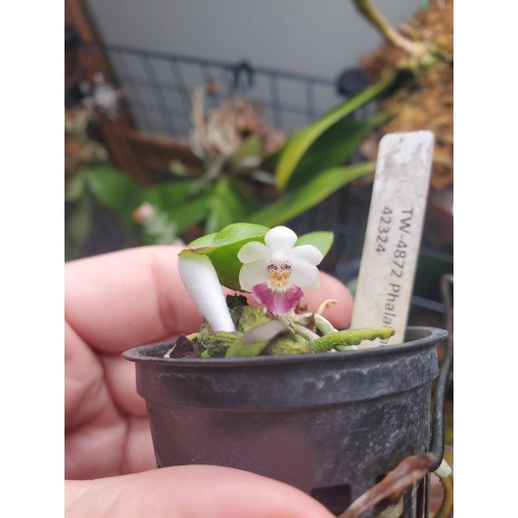 Phalaenopsis Parishii