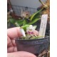 Phalaenopsis Parishii