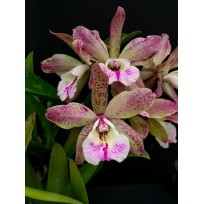 Bc. Alpha Rainbow - SUPER PERFUMADA!