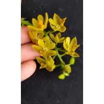 Polystachia Pubescens -  EM FLORAÇÃO