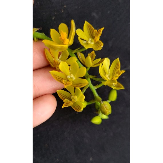 Polystachia Pubescens -  AD