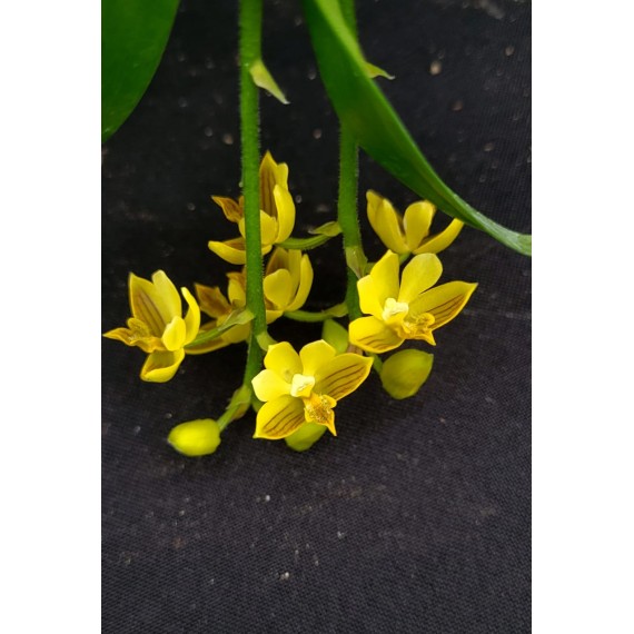 Polystachia Pubescens -  EM FLORAÇÃO