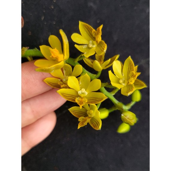 Polystachia Pubescens -  AD