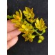 Polystachia Pubescens -  AD