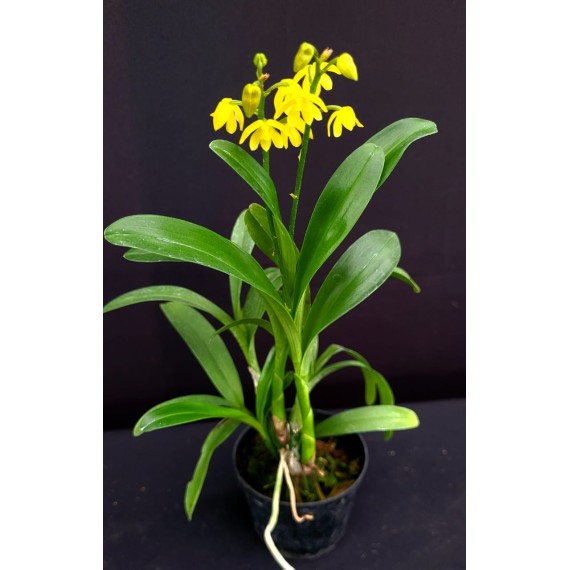 Polystachia Pubescens -  EM FLORAÇÃO