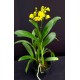 Polystachia Pubescens -  EM FLORAÇÃO